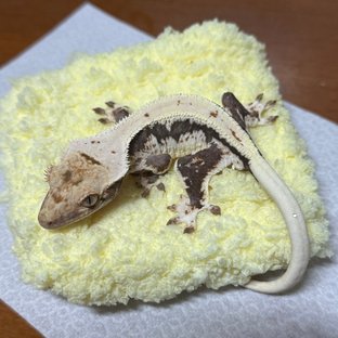 다크 릴리화이트