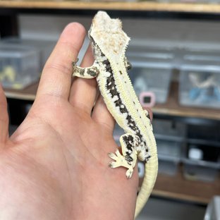 다크 릴리화이트