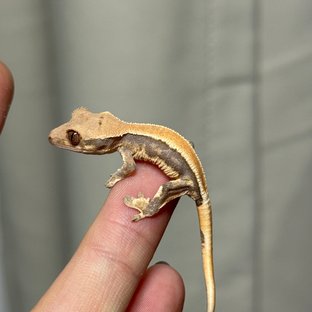 솔리드백 릴리화이트