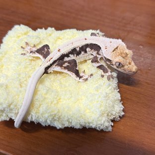 다크 릴리화이트