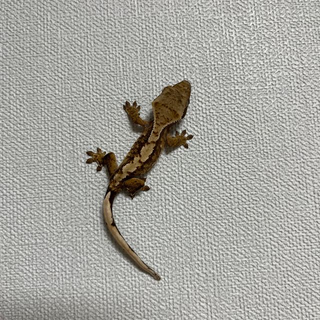 트라이 익스트림할리퀸 화이트핀