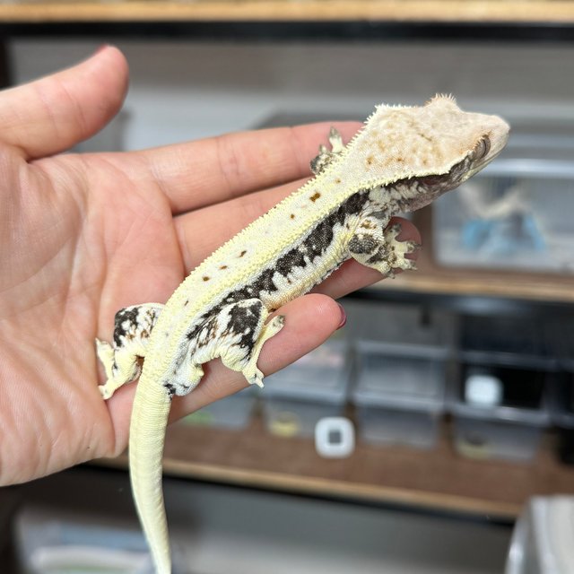 다크 릴리화이트