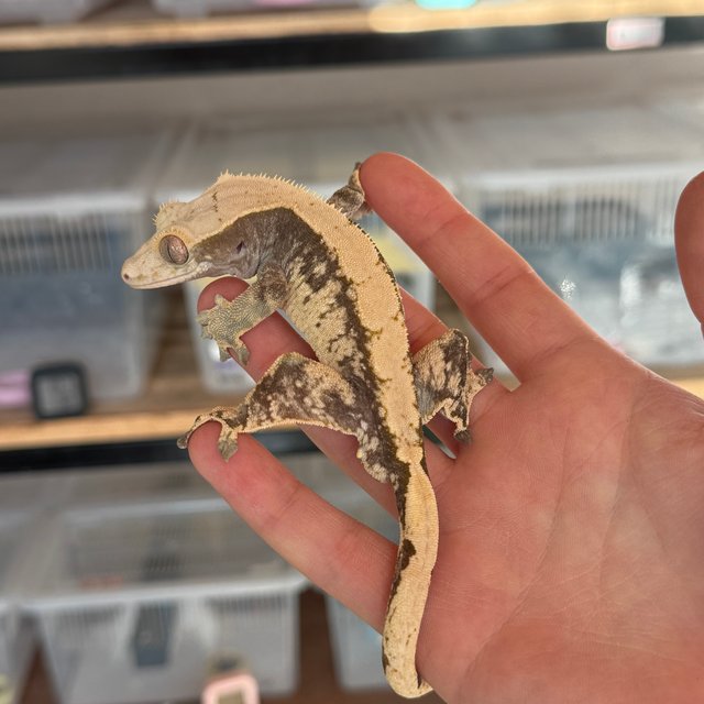 100%헷아잔틱 노멀