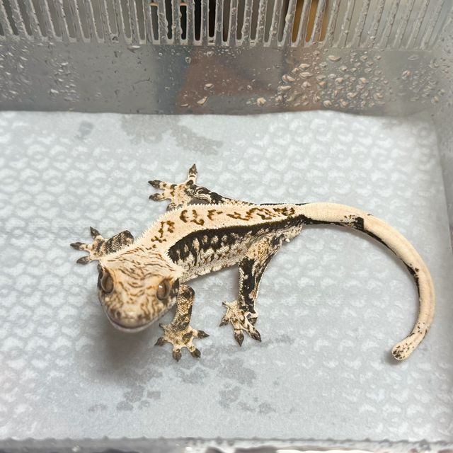 다크 노멀