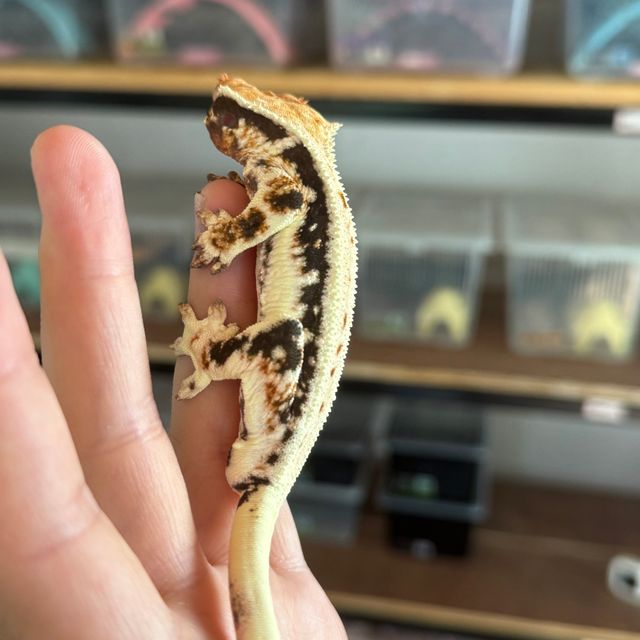 다크 릴리화이트