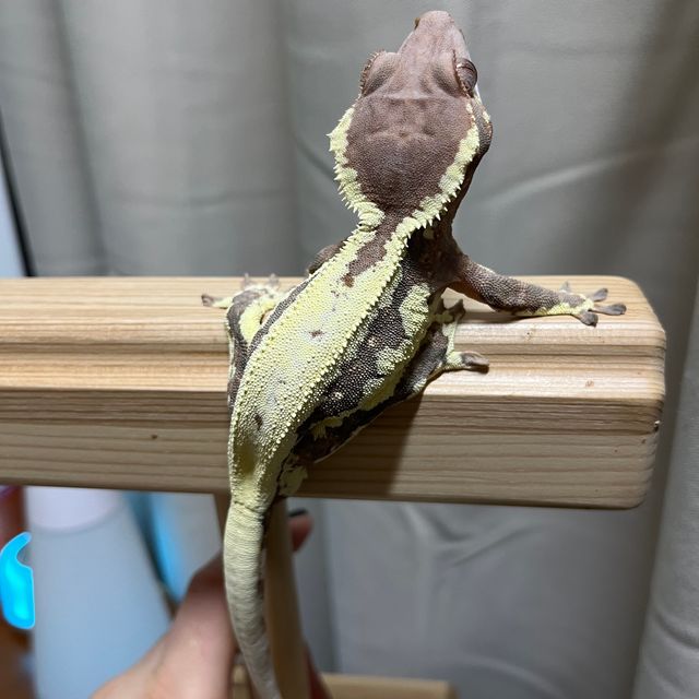 프라푸치노