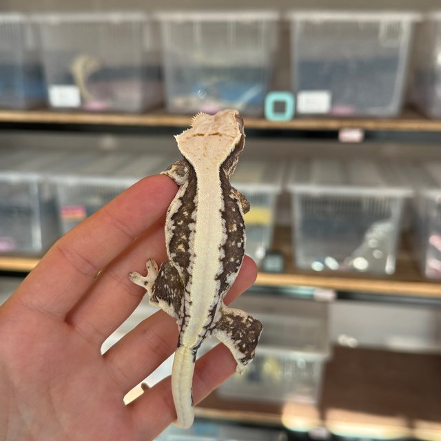 릴리100%헷아잔틱