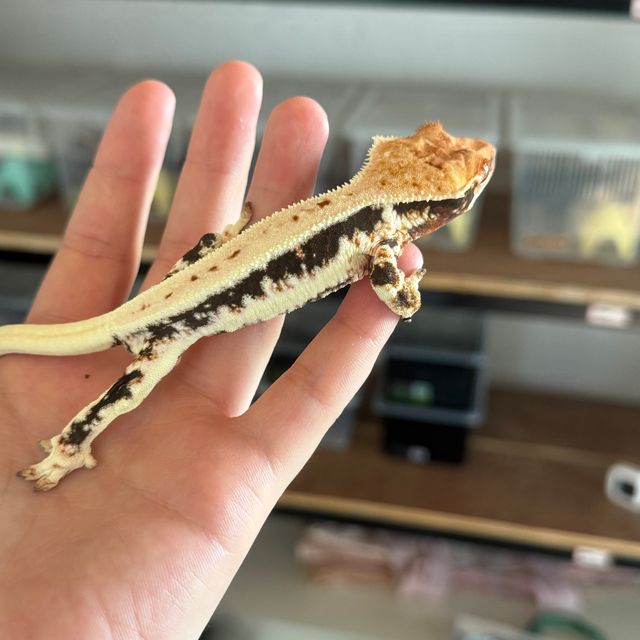 다크 릴리화이트