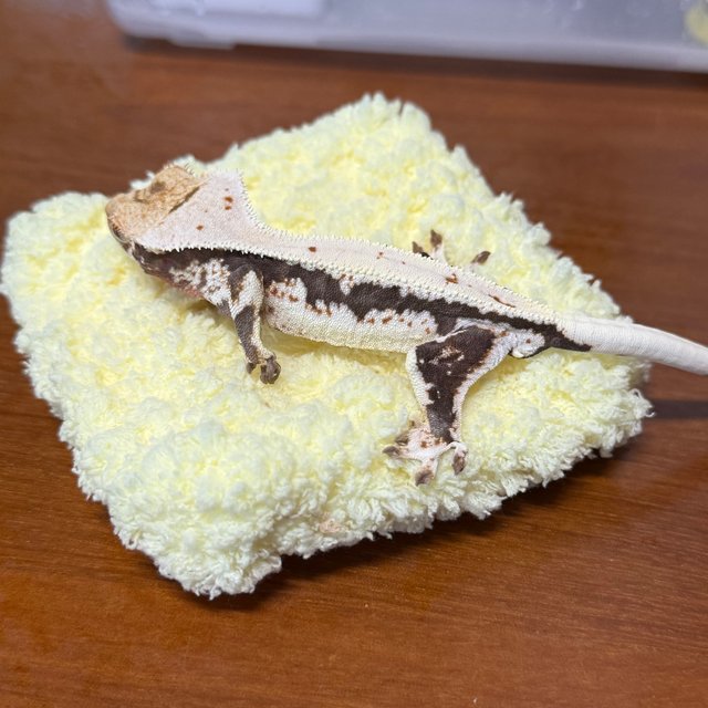 다크 릴리화이트