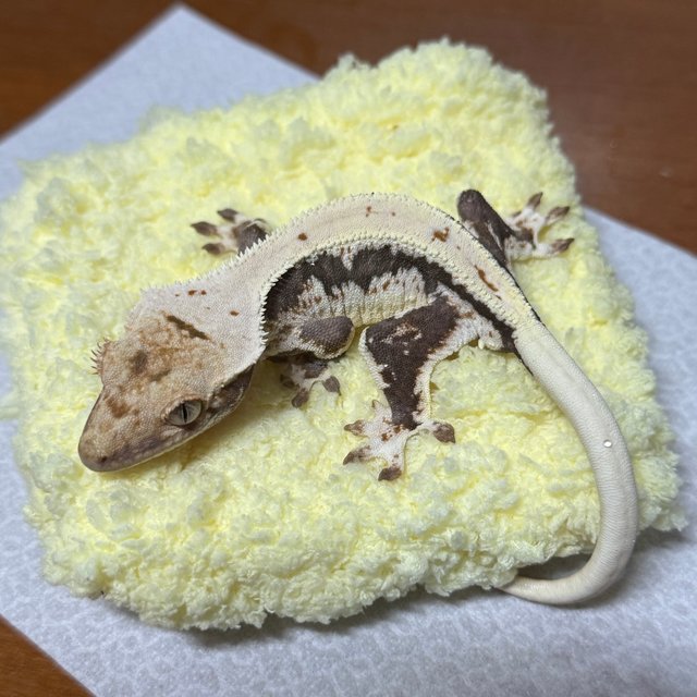 다크 릴리화이트