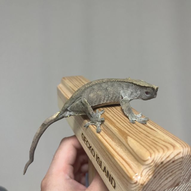 챠콜