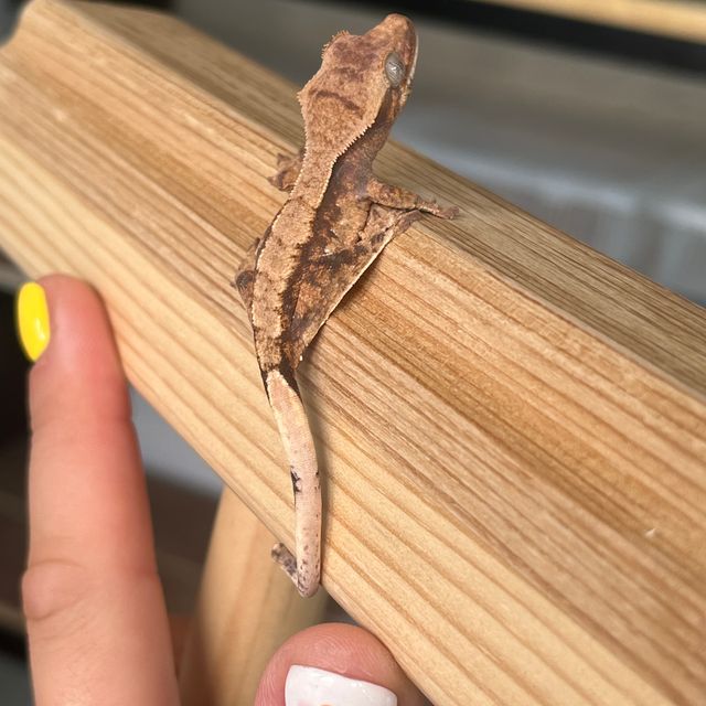 초초