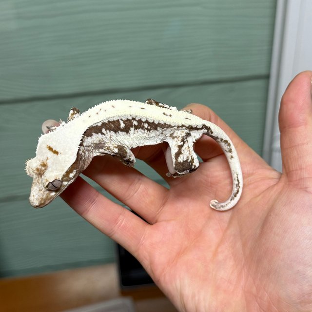 릴리100%헷아잔틱