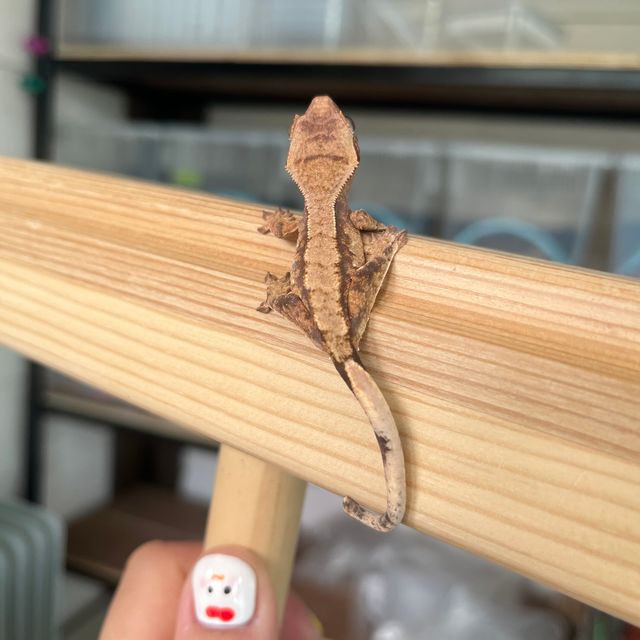 초초