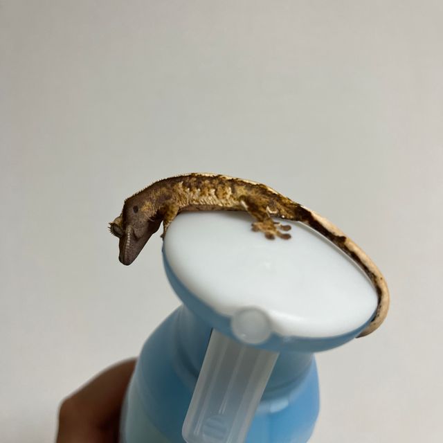 트라이 익스트림할리퀸 화이트핀