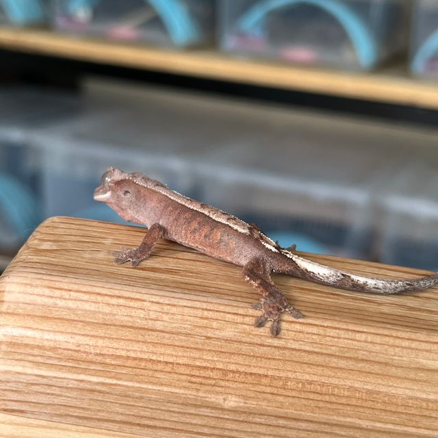 세이블