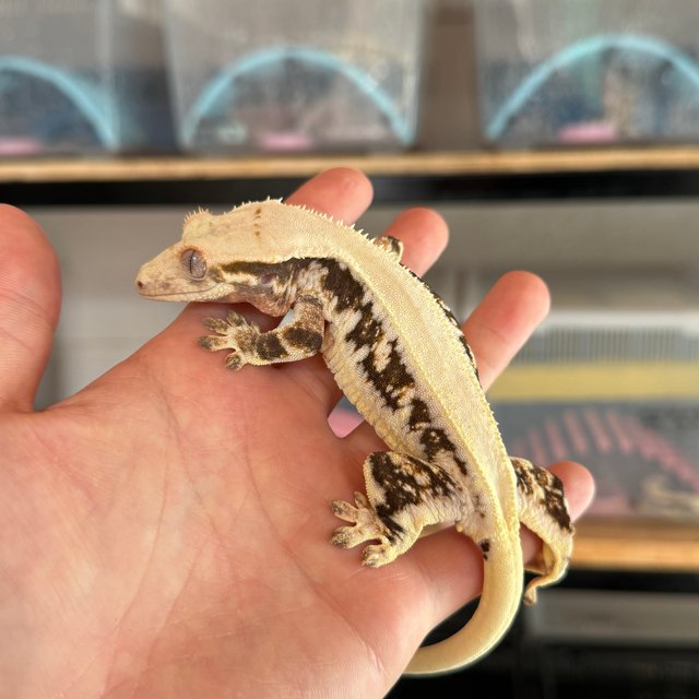 솔리드백 릴리화이트