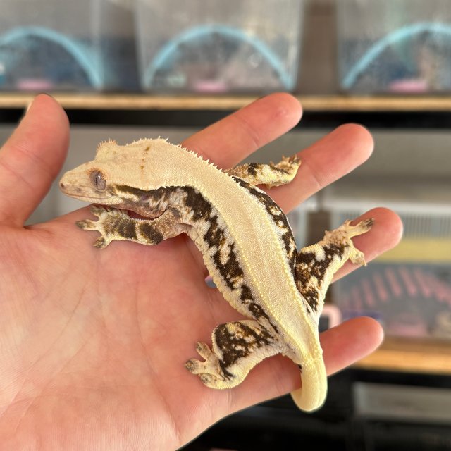 솔리드백 릴리화이트