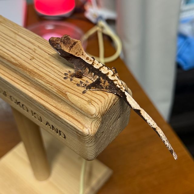 100%헷아잔틱