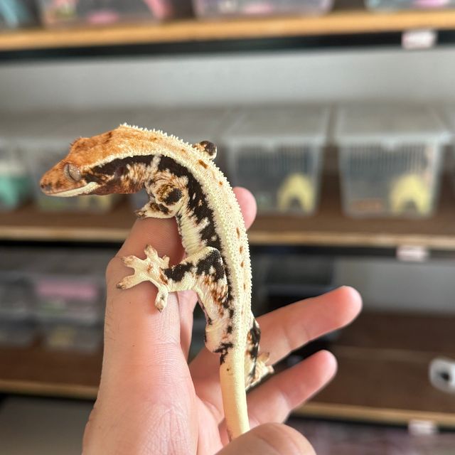 다크 릴리화이트