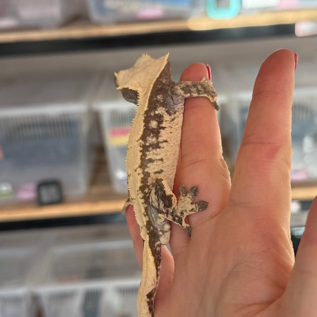 100%헷아잔틱 노멀