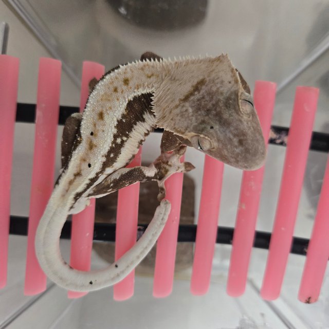 릴리100%헷아잔틱