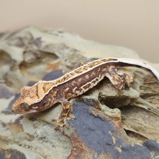 노멀 쿼드 풀핀