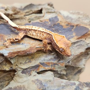 노멀 트라이 익스트림할리퀸