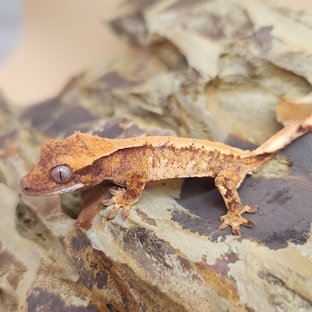 노멀 트라이 익스트림할리퀸