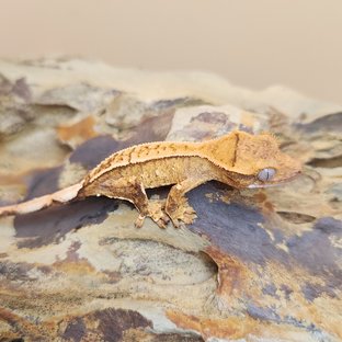 노멀 크림시클 옐로우