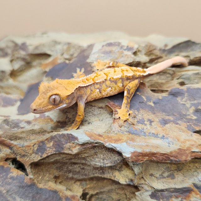 노멀 트라이 익스트림할리퀸 텐저린