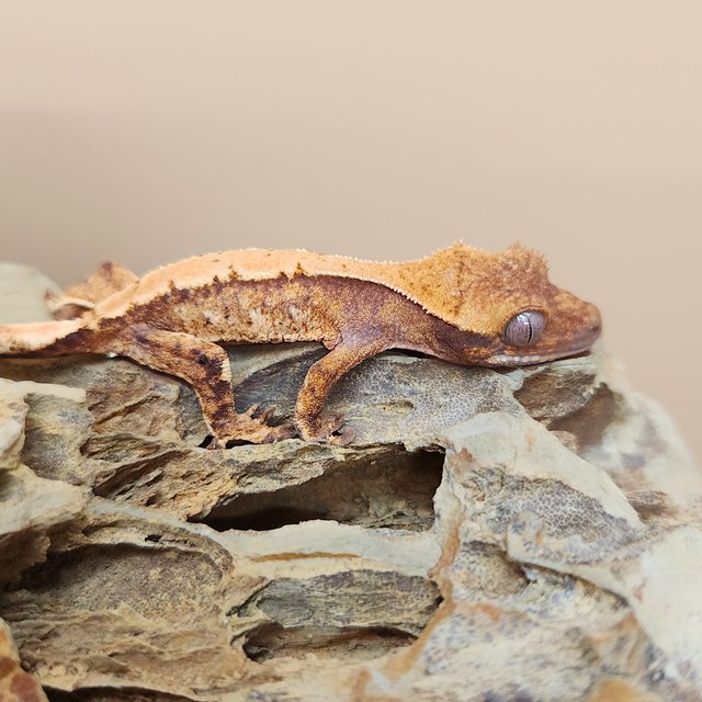 노멀 트라이 익스트림할리퀸