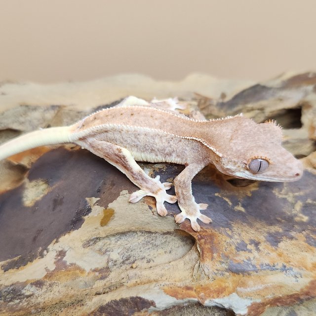 릴리화이트 팬텀 크림