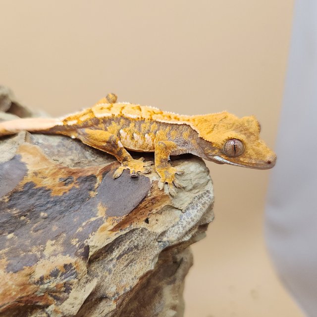 노멀 트라이 익스트림할리퀸 텐저린