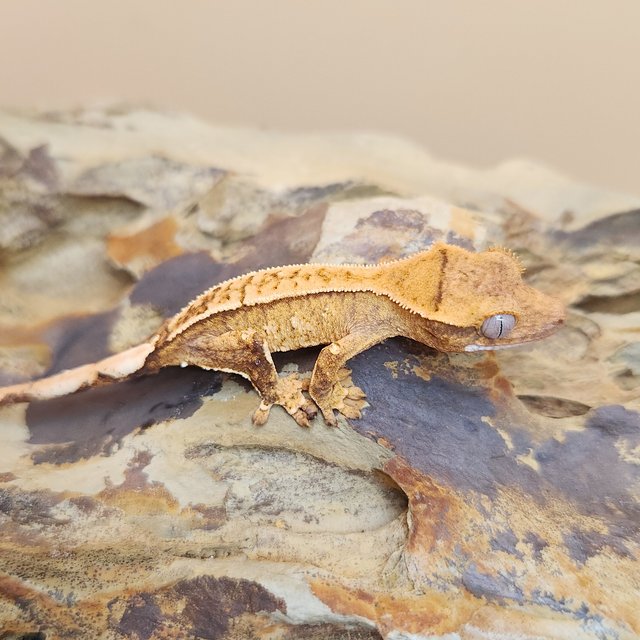 노멀 크림시클 옐로우