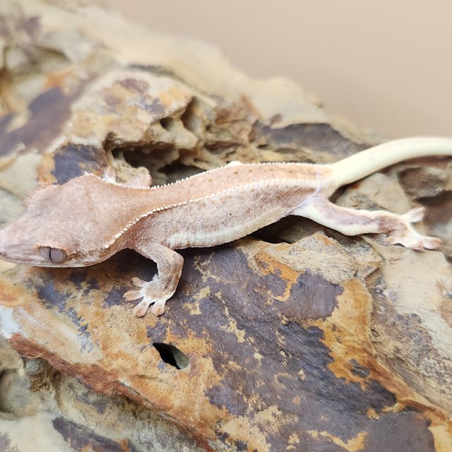 릴리화이트 팬텀 크림