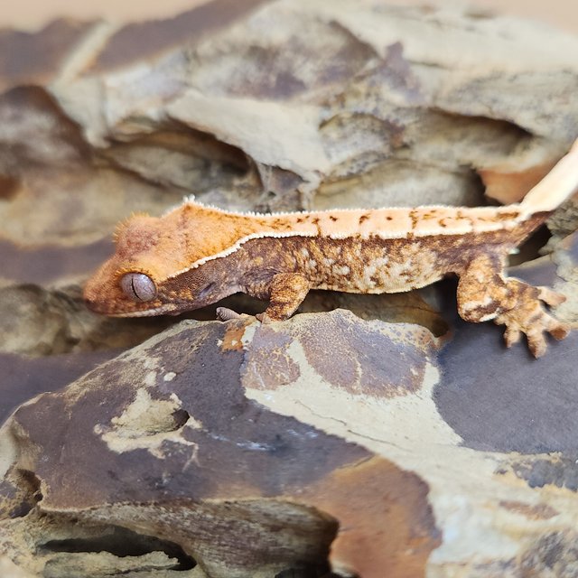 노멀 트라이 익스트림할리퀸