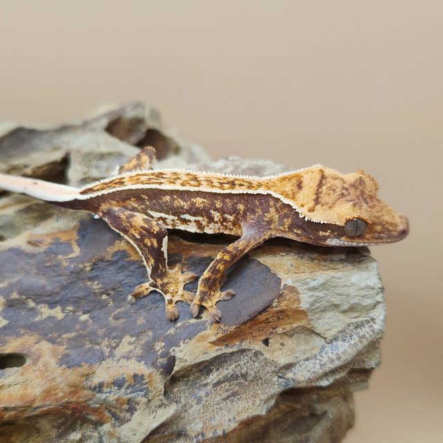 노멀 쿼드 풀핀