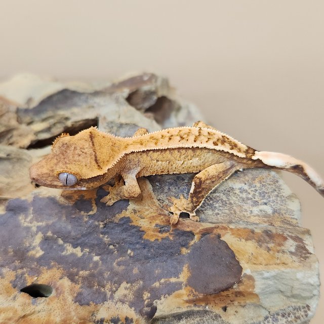 노멀 크림시클 옐로우