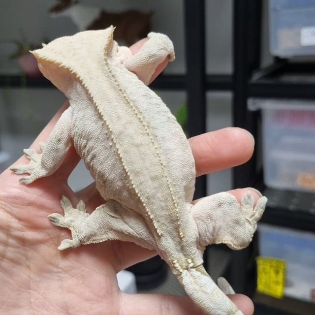 100%헷아잔틱