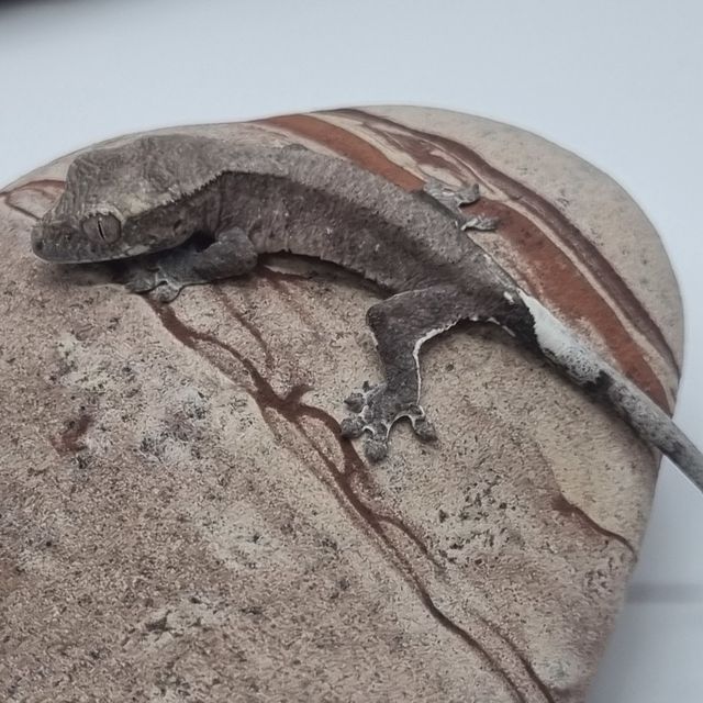 아잔틱
