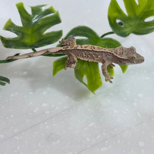 토리