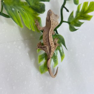 시리