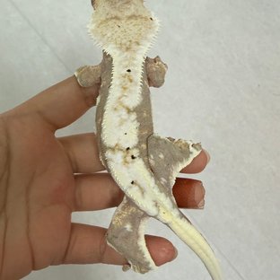 릴리100%헷아잔틱