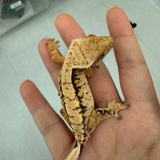 노멀 트라이 익스트림할리퀸