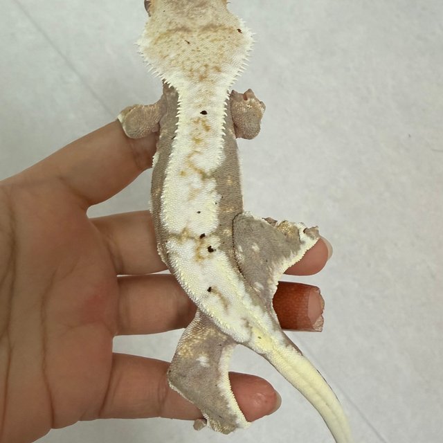 릴리100%헷아잔틱