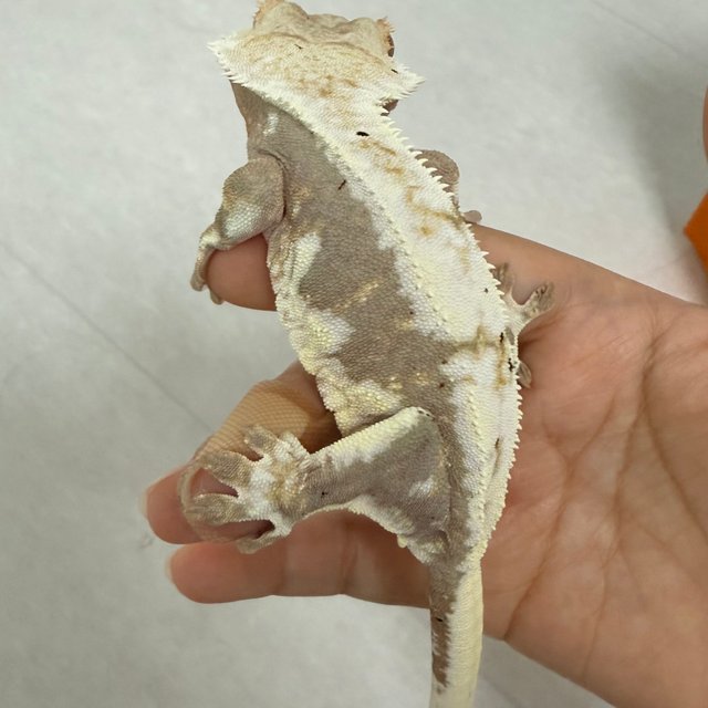 릴리100%헷아잔틱