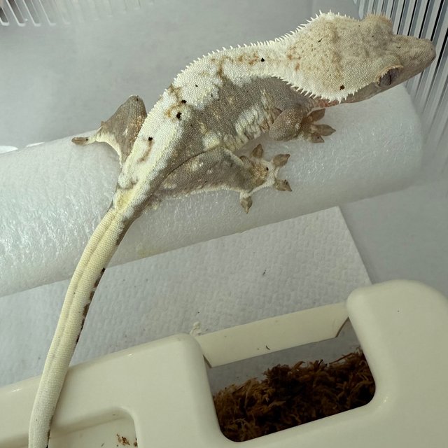 릴리100%헷아잔틱