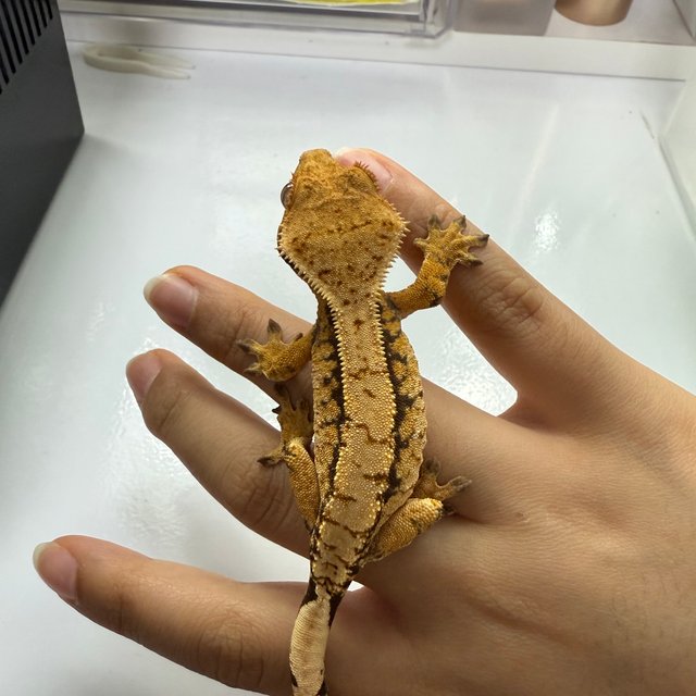 노멀 트라이 익스트림할리퀸