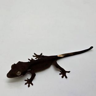 챠콜
